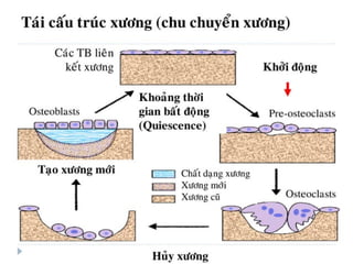 xương ổ răng.pdf