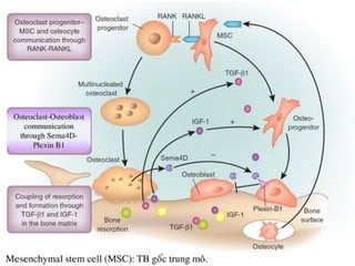 xương ổ răng.pdf