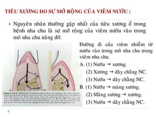 xương ổ răng.pdf