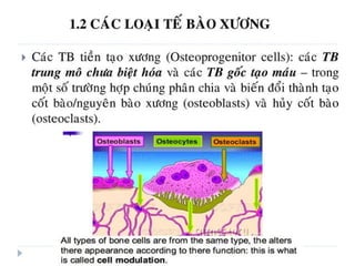 xương ổ răng.pdf