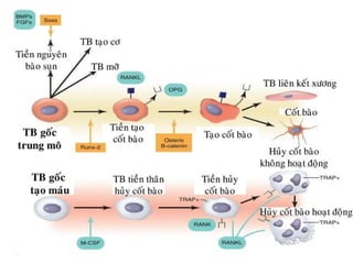 xương ổ răng.pdf