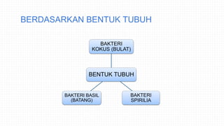 BERDASARKAN BENTUK TUBUH
BENTUK TUBUH
BAKTERI
KOKUS (BULAT)
BAKTERI
SPIRILIA
BAKTERI BASIL
(BATANG)
 