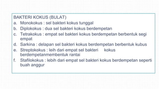 BAKTERI KOKUS (BULAT)
a. Monokokus : sel bakteri kokus tunggal
b. Diplokokus : dua sel bakteri kokus berdempetan
c. Tetrakokus : empat sel bakteri kokus berdempetan berbentuk segi
empat
d. Sarkina : delapan sel bakteri kokus berdempetan berbentuk kubus
e. Streptokokus : leih dari empat sel bakteri kokus
berdempetanmembentuk rantai
f. Stafilokokus : lebih dari empat sel bakteri kokus berdempetan seperti
buah anggur
 