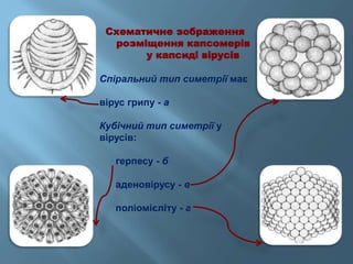 Схематичне зображення
розміщення капсомерів
у капсиді вірусів
Спіральний тип симетрії має
вірус грипу - а
Кубічний тип симетрії у
вірусів:
герпесу - б
аденовірусу - в
поліомієліту - г
 