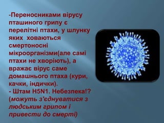 -Переносниками вірусу
пташиного грипу є
перелітні птахи, у шлунку
яких ховаються
смертоносні
мікроорганізми(але самі
птахи не хворіють), а
вражає вірус саме
домашнього птаха (кури,
качки, індички).
- Штам H5N1. Небезпека!?
(можуть з'єднуватися з
людським грипом і
привести до смерті)
 