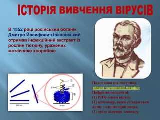 В 1852 році російський ботанік
Дмитро Йосифович Івановський
отримав інфекційний екстракт із
рослин тютюну, уражених
мозаїчною хворобою
Палочковидна частинка
віруса тютюнової мозаїки.
Цифрами позначені:
(1) РНК-геном вірусу,
(2) капсомер, який складається
лише з одного протомера,
(3) зріла ділянка капсиду.
 