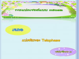 เกม Xo การแบ่งเซลล์ ไมโทซีส