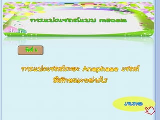 เกม Xo การแบ่งเซลล์ ไมโทซีส