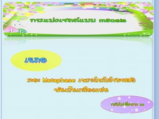 เกม Xo การแบ่งเซลล์ ไมโทซีส