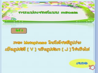 เกม Xo การแบ่งเซลล์ ไมโทซีส