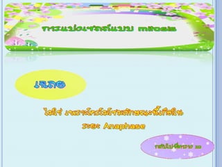 เกม Xo การแบ่งเซลล์ ไมโทซีส