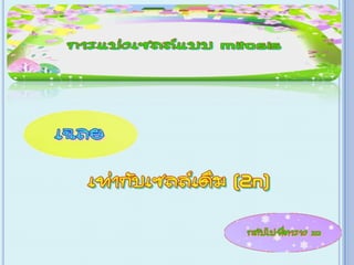 เกม Xo การแบ่งเซลล์ ไมโทซีส