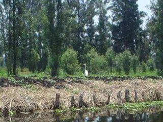 Xochimilco