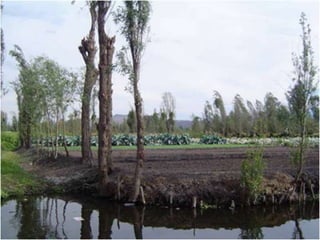 Xochimilco