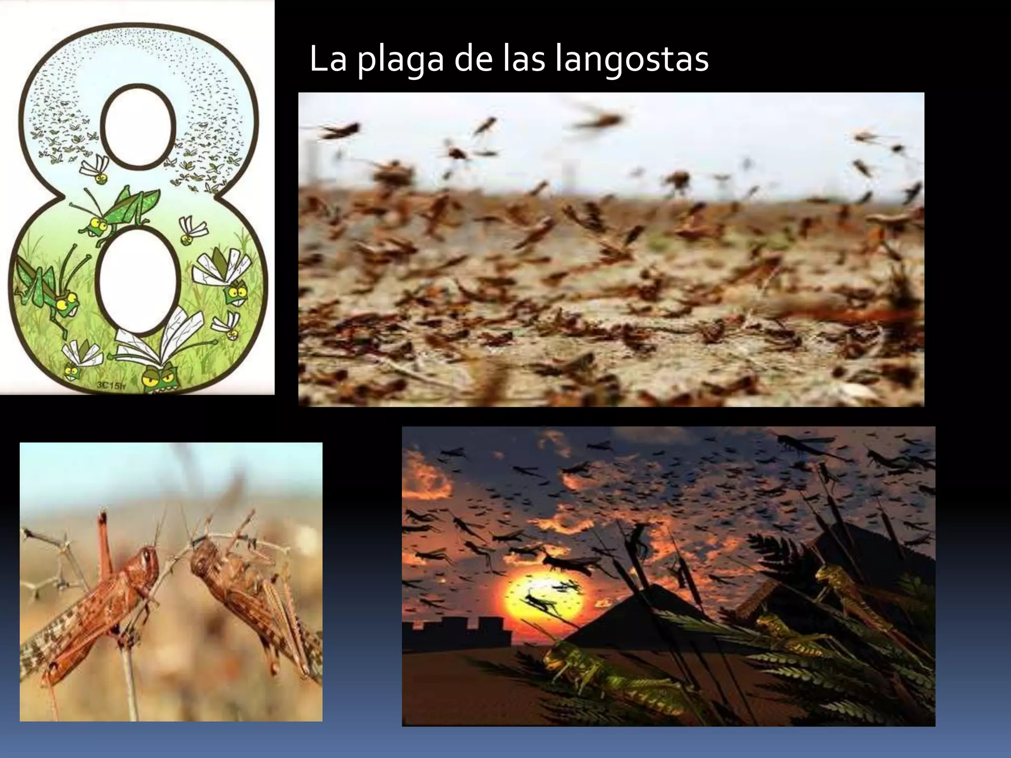 La plaga de las langostas