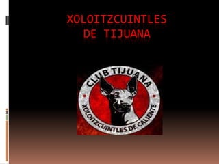 XOLOITZCUINTLES
  DE TIJUANA
 