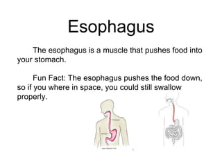 Esophagus
The esophagus is a muscle that pushes food into
your stomach.
Fun Fact: The esophagus pushes the food down,
so i...