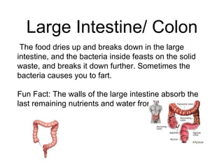 Large Intestine/ Colon
The food dries up and breaks down in the large
intestine, and the bacteria inside feasts on the sol...