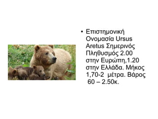 ● Επιστημονική
Ονομασία Ursus
Aretus Σημερινός
Πληθυσμός 2.00
στην Ευρώπη,1.20
στην Ελλάδα. Μήκος
1,70-2 μέτρα. Βάρος
60 – 2.50κ.
 