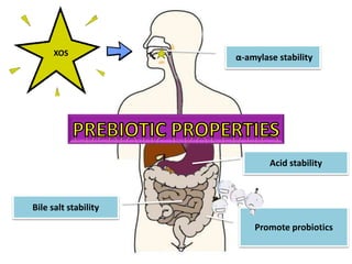 XOS
α-amylase stability
Acid stability
Bile salt stability
Promote probiotics
 