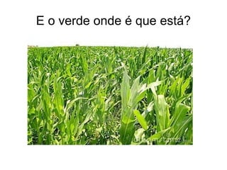 E o verde onde é que está?
 
