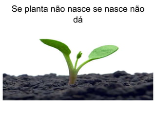Se planta não nasce se nasce não
               dá
 