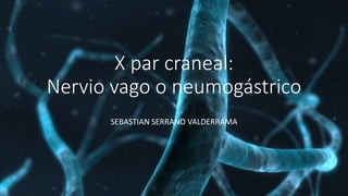 X par craneal:
Nervio vago o neumogástrico
SEBASTIAN SERRANO VALDERRAMA
 