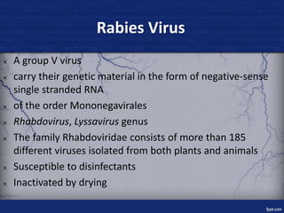 Rabies Virus
× A group V virus
× carry their genetic material in the form of negative-sense
single stranded RNA
× of the o...