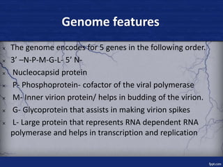 Genome features
× The genome encodes for 5 genes in the following order.
× 3’ –N-P-M-G-L- 5’ N-
× Nucleocapsid protein
× P...