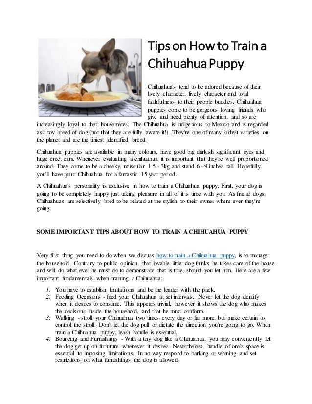 how to puppy a tips on how to a chihuahua puppy how to puppy a tips on how to a chihuahua puppy