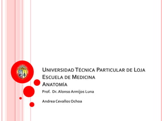 Universidad Técnica Particular de LojaEscuela de Medicina Anatomía Prof.  Dr. Alonso Armijos Luna Andrea Cevallos Ochoa 