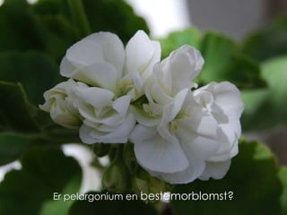 Er pelargonium en bestemorblomst? 