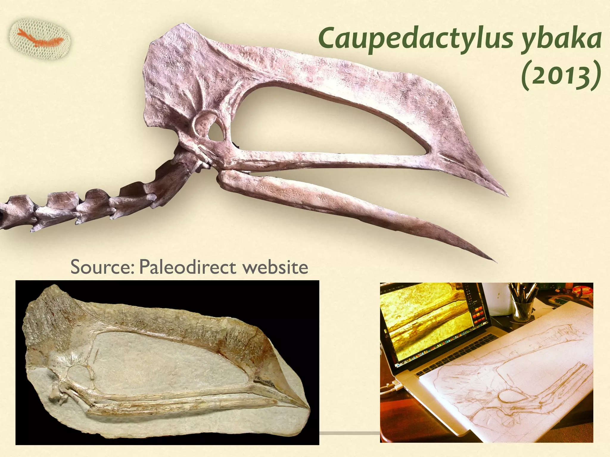 Caupedactylus	ybaka	
(2013)
Source: Paleodirect website
 