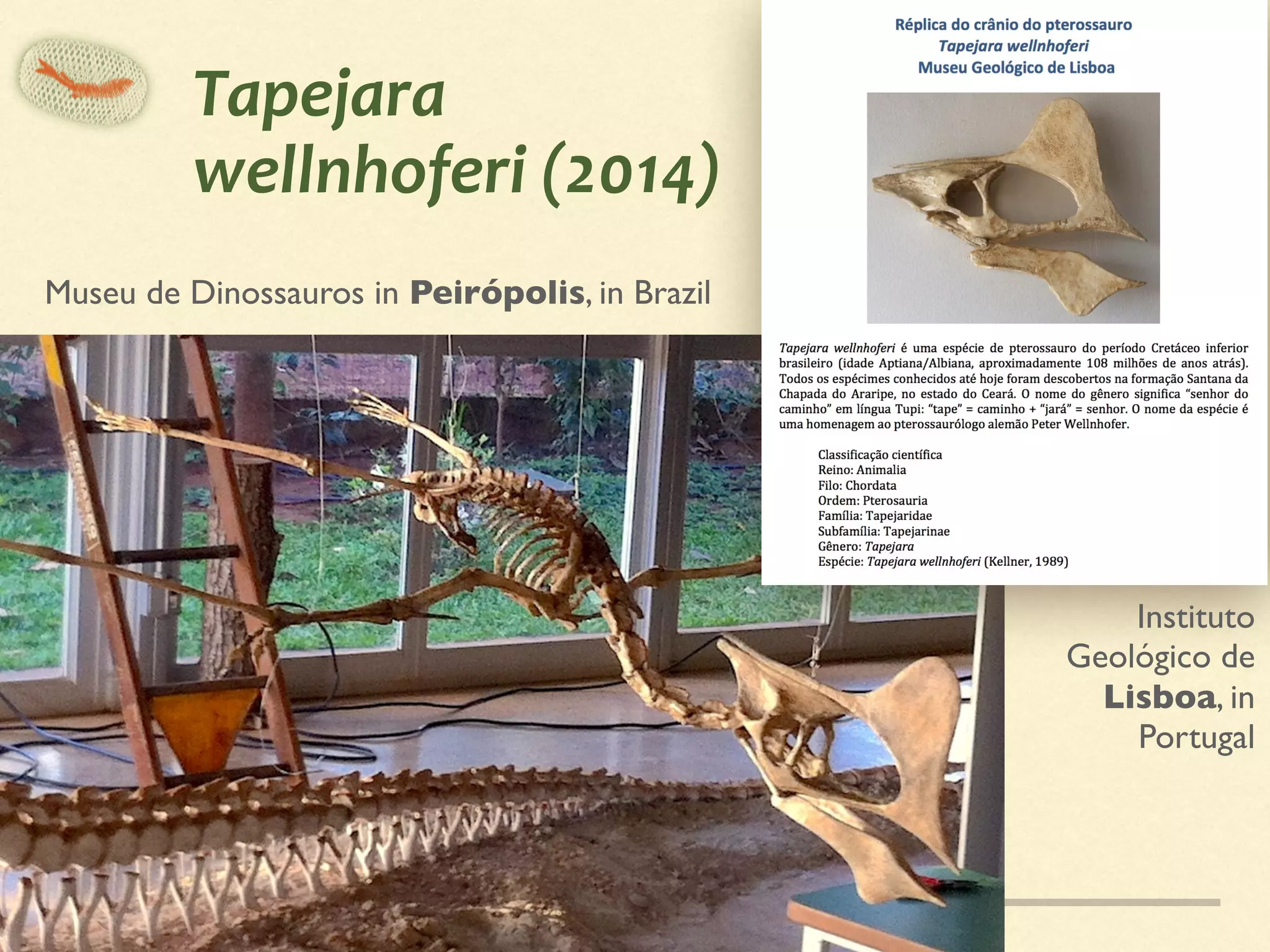 Tapejara	
wellnhoferi	(2014)
Museu de Dinossauros in Peirópolis, in Brazil
Instituto
Geológico de
Lisboa, in
Portugal
 