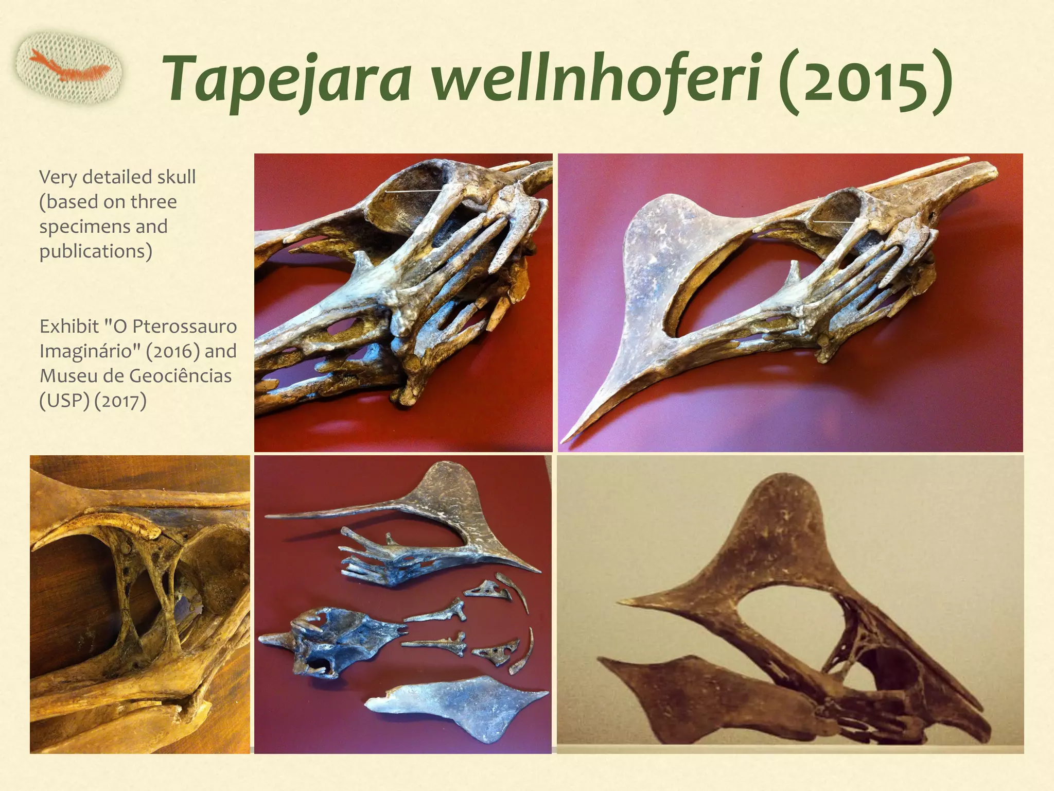 Tapejara	wellnhoferi	(2015)
Very	detailed	skull	
(based	on	three	
specimens	and	
publications)	
Exhibit	"O	Pterossauro	
Imaginário"	(2016)	and	
Museu	de	Geociências	
(USP)	(2017)
 