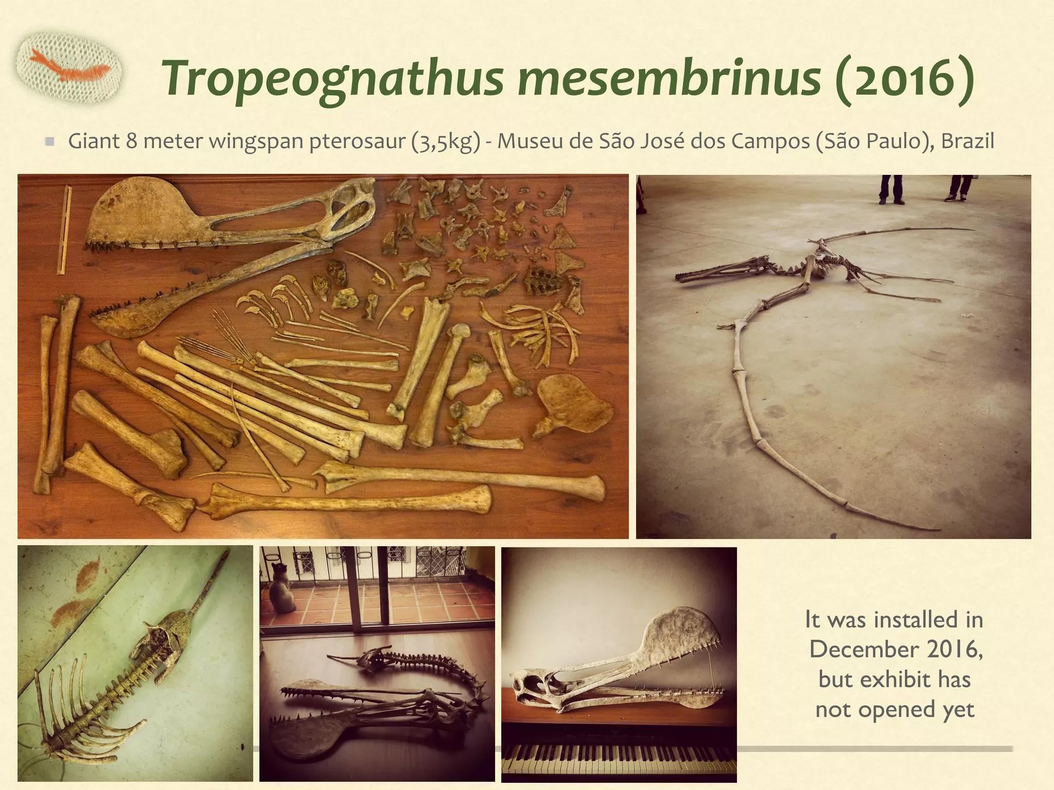 Tropeognathus	mesembrinus	(2016)
Giant	8	meter	wingspan	pterosaur	(3,5kg)	-	Museu	de	São	José	dos	Campos	(São	Paulo),	Brazil
It was installed in
December 2016,
but exhibit has
not opened yet
 