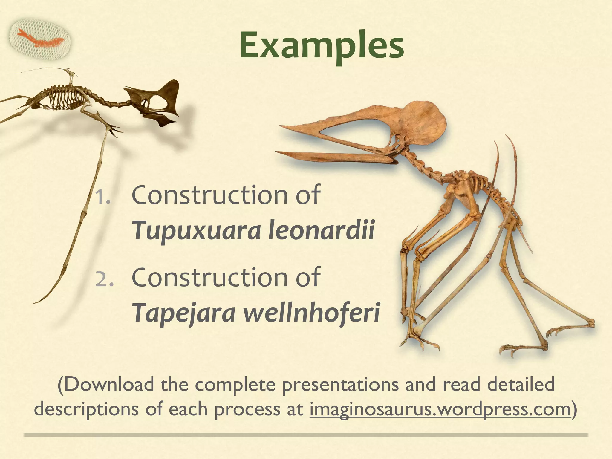 Examples
1. Construction	of	 
Tupuxuara	leonardii	
2. Construction	of 
Tapejara	wellnhoferi
(Download the complete presentations and read detailed 
descriptions of each process at imaginosaurus.wordpress.com)
 