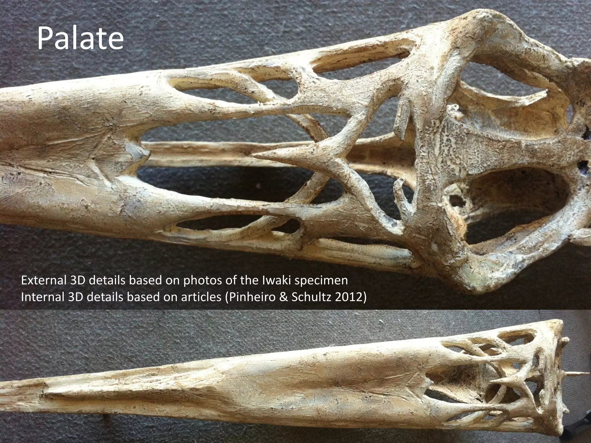 Palate
External	3D	details	based	on	photos	of	the	Iwaki	specimen	
Internal	3D	details	based	on	articles	(Pinheiro	&	Schultz	2012)
 