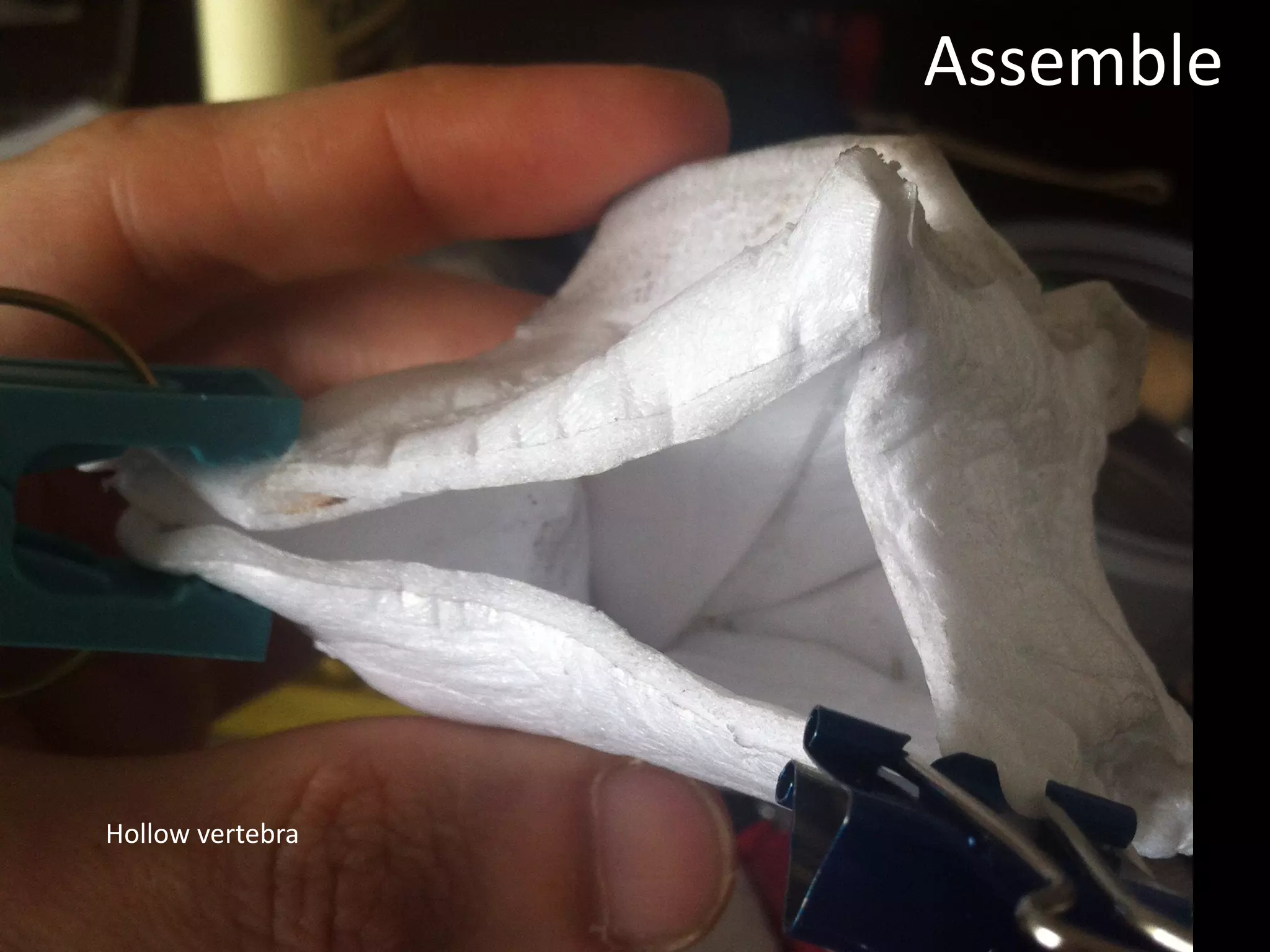 Assemble
Hollow	vertebra
 