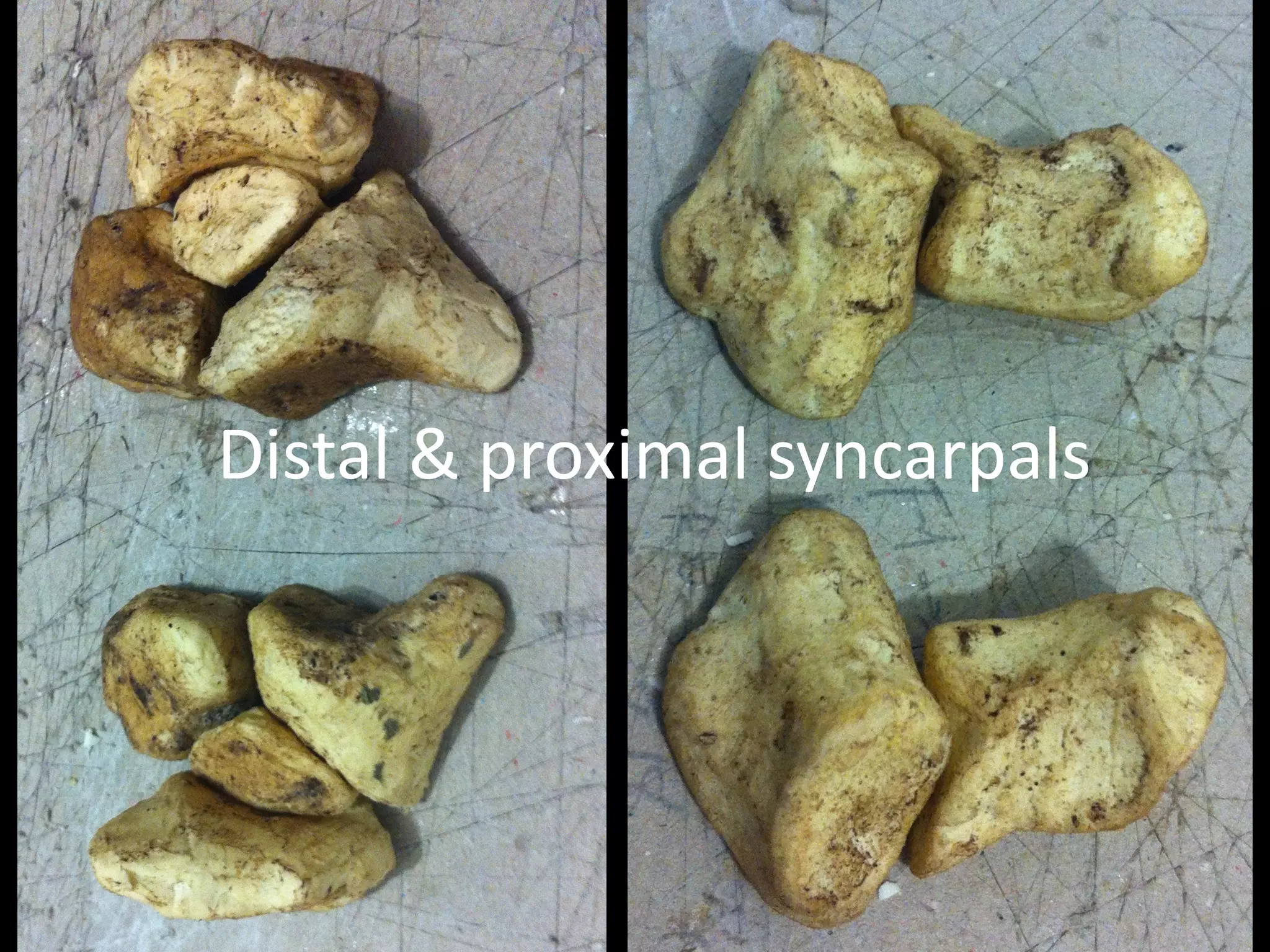 Distal	&	proximal	syncarpals
 