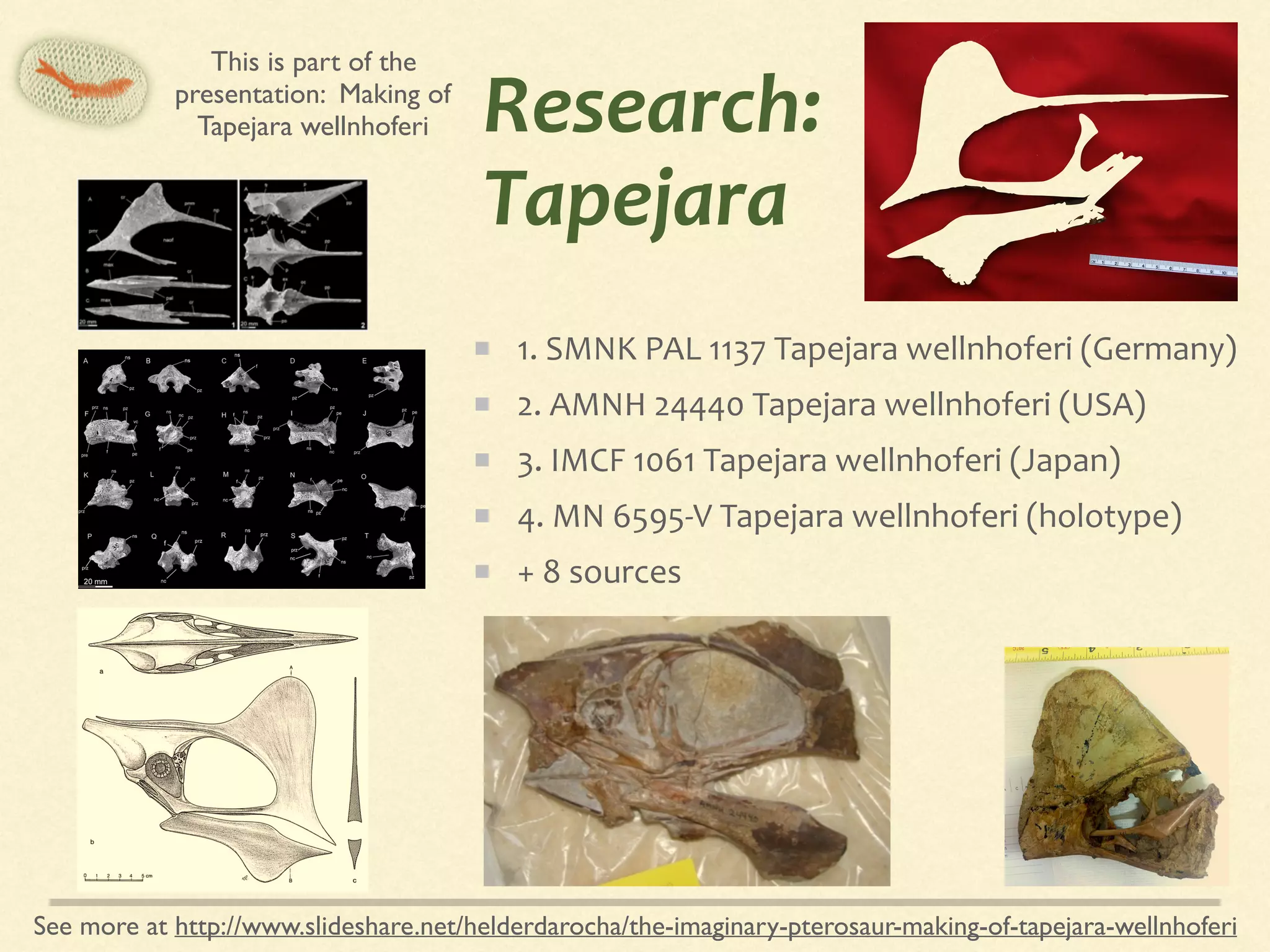 Research:	
Tapejara	
1.	SMNK	PAL	1137	Tapejara	wellnhoferi	(Germany)	
2.	AMNH	24440	Tapejara	wellnhoferi	(USA)	
3.	IMCF	1061	Tapejara	wellnhoferi	(Japan)	
4.	MN	6595-V	Tapejara	wellnhoferi	(holotype)	
+	8	sources
osseous labyrinth is well deﬁned, leaving a deep depression
on the endocast around the ﬂoccular lobes. The preserva-
tion of a small portion of the lateral semicircular canal
suggests that this structure would have completely sur-
rounded the ﬂocculus.
Quadrate
The right quadrate is complete but lies unfused to the other
elements of the skull. The bone is formed by two branches,
orientated dorsoventrally and mediolaterally, and con-
nected by a thin diagonal laminae of bone to give the
element an L-shaped appearance in its posterior aspect
(Fig. 2; plate 3). The dorsoventrally directed branch is 2.4
times the length of the horizontal branch; the dorsal ter-
mination of the former being smooth and well rounded in
posterior view and preserving an oval shaped cross section.
The ventrolateral margin of the bone forms the articular
facet for the mandible where a pronounced sulcus runs in
an anteromedial direction. A left quadrate of a comparable
size to that described above is also present in the concretion
but the vertical branch is broken only just dorsal to its base.
Mandible
The mandible is edentulous and preserves a short sym-
physis only 44 mm in length, formed by the completely
co-ossiﬁed contralateral rami. The dorsal face of the
symphysis is transversely concave and is directed antero-
ventrally at an angle of 18°, starting at a point 45 mm
posterior of the rostral tip (Fig. 2; plate 4B). The ventral
margin is almost straight but forms a sagittal crest reaching
its maximum depth at the symphysis. In its dorsal aspect
the bone appears as an elongate triangle, three times as
long as it is wide (Fig. 2; plate 4) while the posterior
section containing the articular facet is missing.
Cervical vertebrae
Four procoelous vertebra, identiﬁed as elements of the
cervical series, are observed in various states of preserva-
tion (Fig. 4). Two of these are attributed to the middle
cervical column (Fig. 4f–o) while a third is identiﬁed as the
7th cervical. The remaining element represents the isolated
axis (Fig. 4a–e).
Fig. 4 Cervical elements of Tapejara wellnhoferi, SMNK PAL 1137,
where: A–E axis in lateral (A), anterior (B), posterior (C), dorsal
(D) and ventral view (E); F–J cervical vertebra in lateral (F), anterior
(G), posterior (H), dorsal (I) and ventral view (J); K–O, cervical
vertebra in lateral (K), anterior (L), posterior (M), dorsal (N) and
ventral view (O); P–T, 7th cervical vertebra in lateral (P), anterior
(Q), posterior (R), dorsal (S) and ventral view (T). f foramen, nc
neural canal, ns neural spine, pe postexapophysis, pre preexapoph-
ysis, pz postzygapophysis, prz prezygapophysis, vc vertebral condyle
K. Eck et al.
This is part of the
presentation: Making of
Tapejara wellnhoferi
See more at http://www.slideshare.net/helderdarocha/the-imaginary-pterosaur-making-of-tapejara-wellnhoferi
 