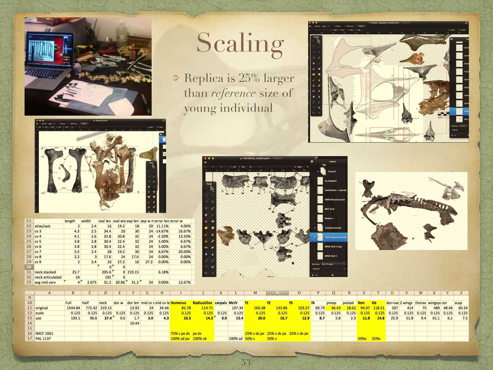 Scaling
Replica is 25% larger
than reference size of
young individual
53
 