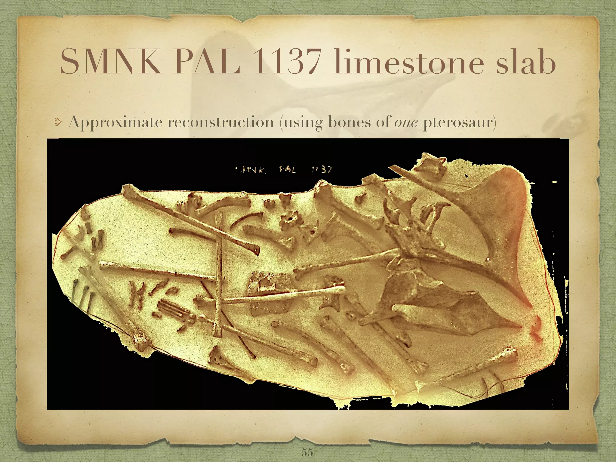 SMNK PAL 1137 limestone slab
Approximate reconstruction (using bones of one pterosaur)
55
 