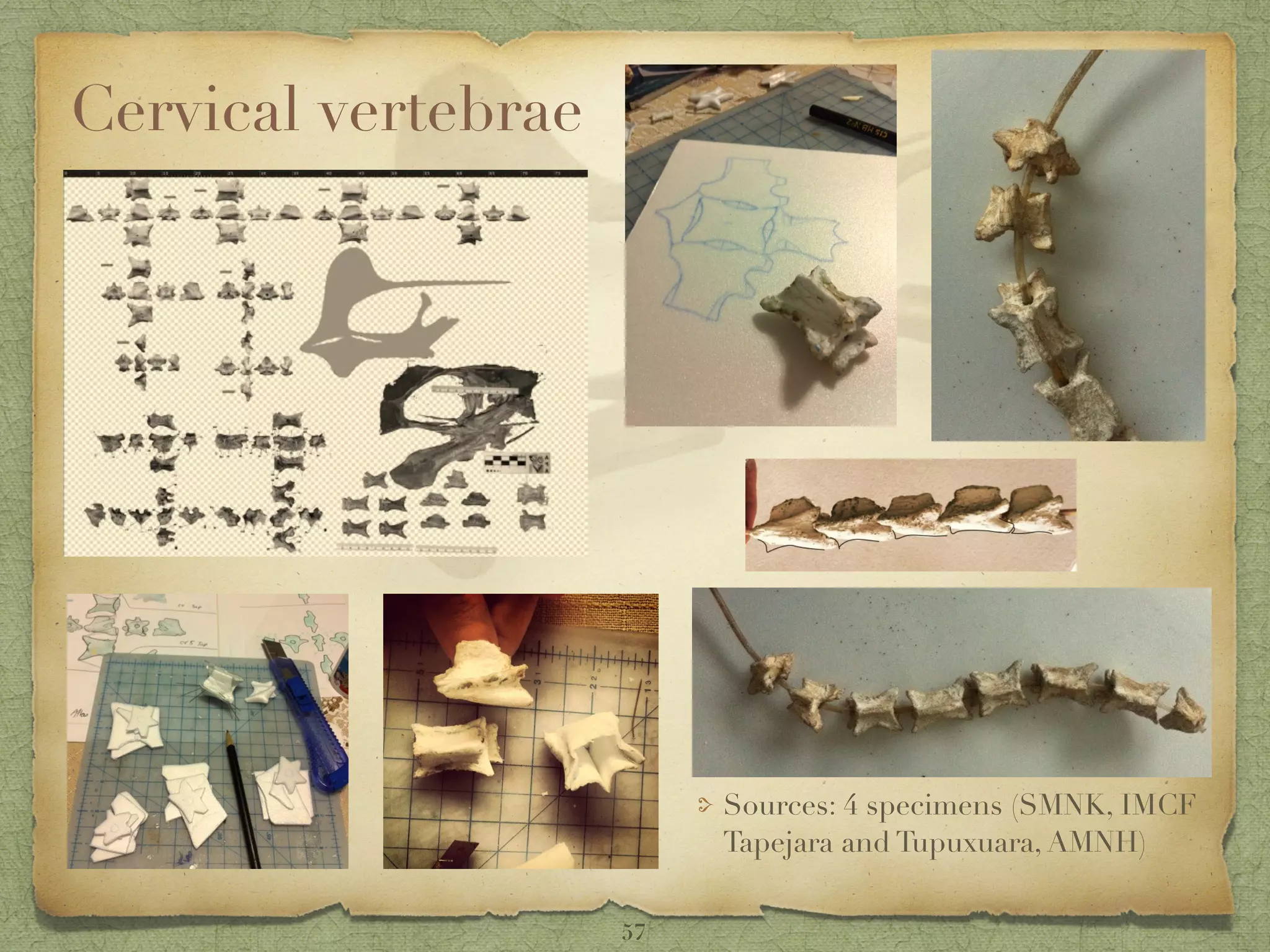 Cervical vertebrae
Sources: 4 specimens (SMNK, IMCF
Tapejara and Tupuxuara, AMNH)
57
 