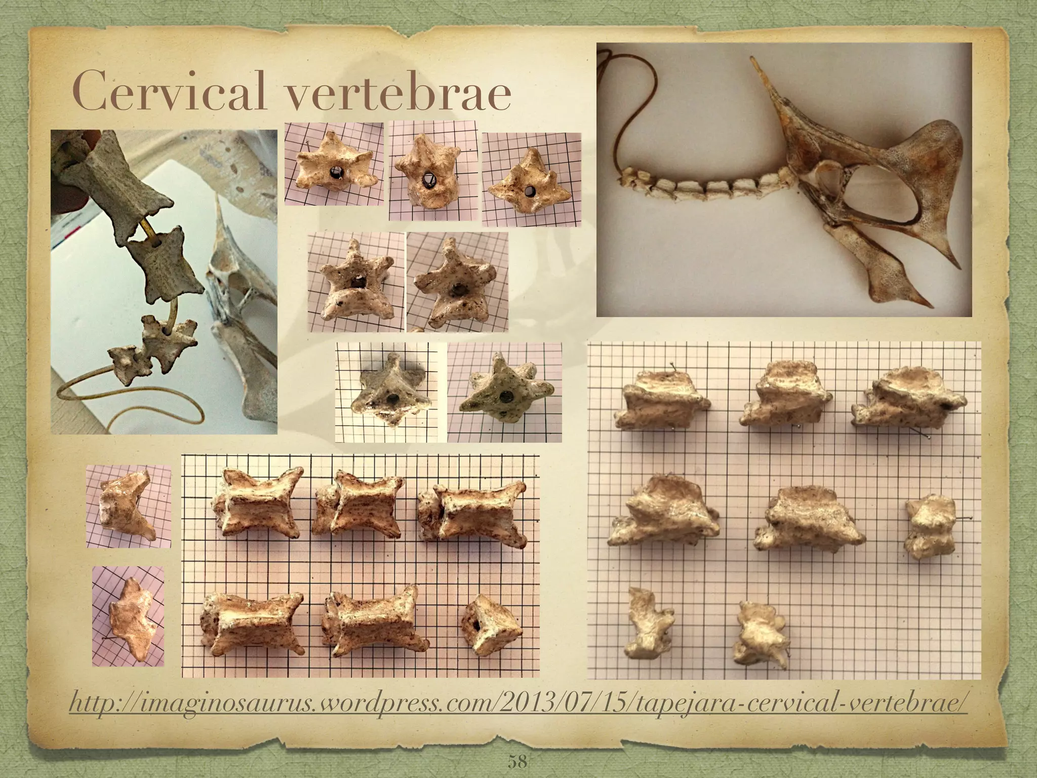 Cervical vertebrae
http://imaginosaurus.wordpress.com/2013/07/15/tapejara-cervical-vertebrae/
58
 