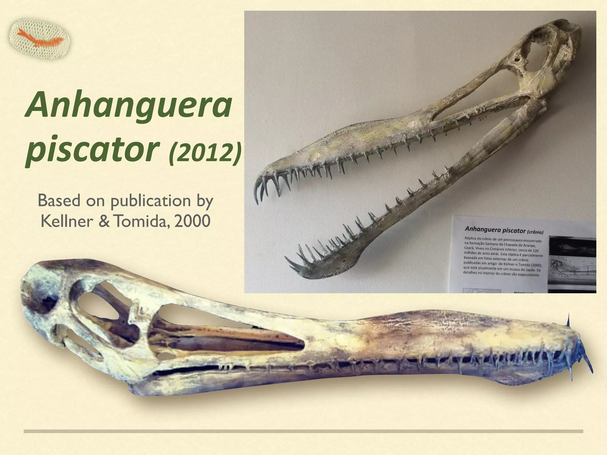 Anhanguera		
piscator	(2012)
Based on publication by 
Kellner & Tomida, 2000
 