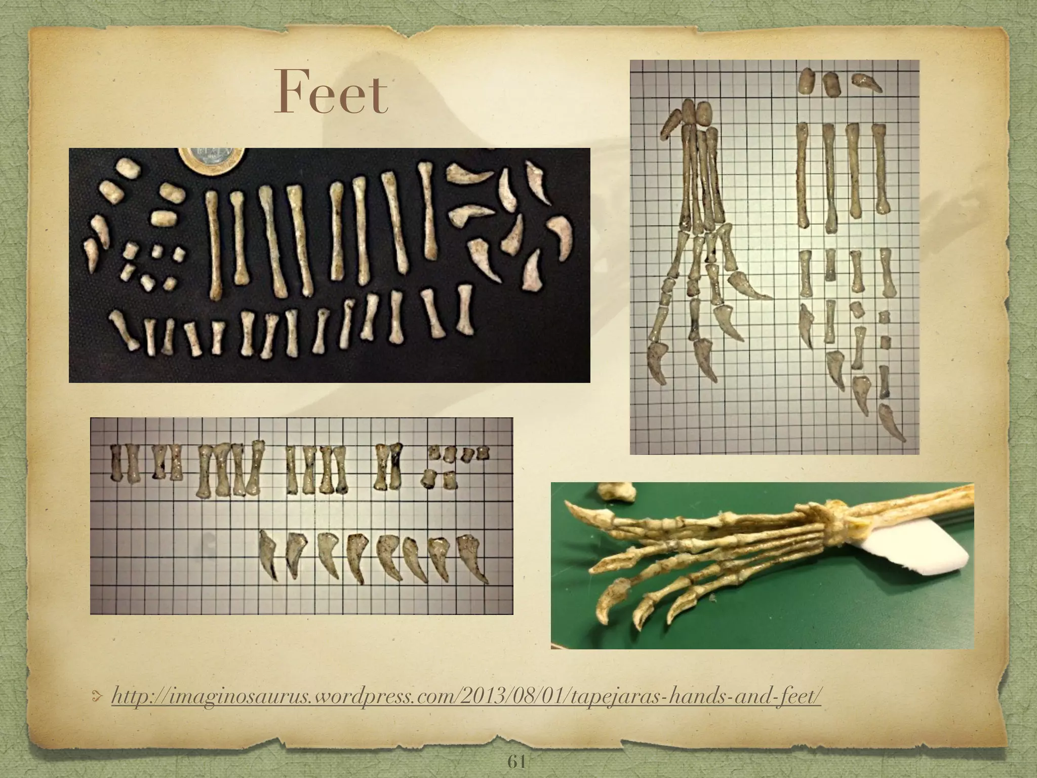 Feet
http://imaginosaurus.wordpress.com/2013/08/01/tapejaras-hands-and-feet/
61
 