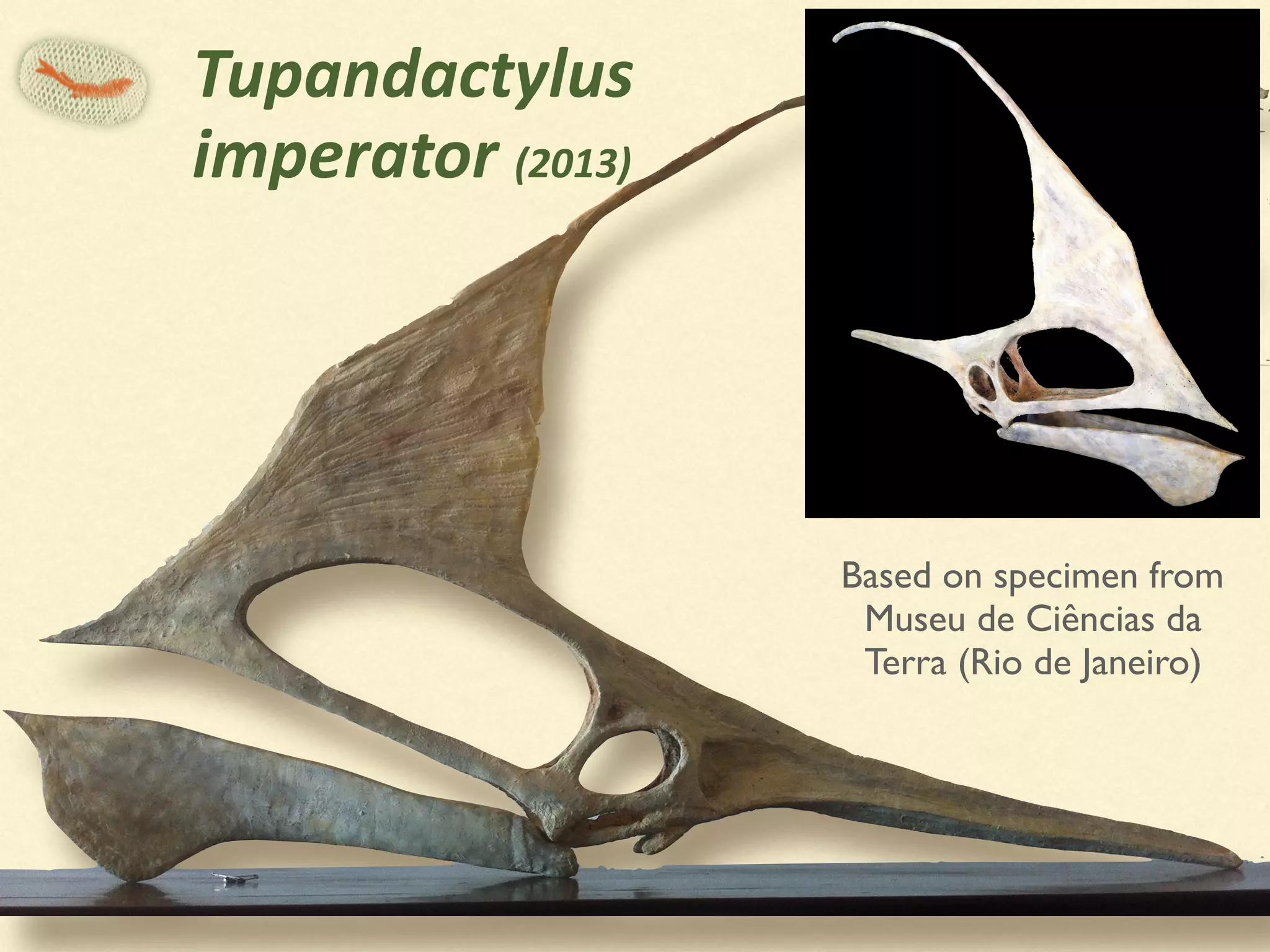 Tupandactylus	 
imperator	(2013)
Based on specimen from
Museu de Ciências da
Terra (Rio de Janeiro)
 