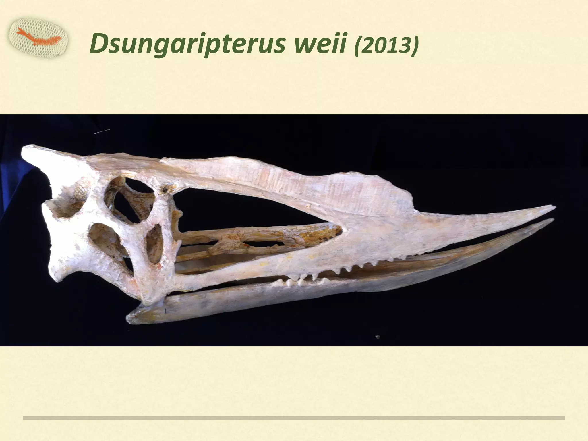 (teeth	still	missing)
Dsungaripterus	weii	(2013)
 