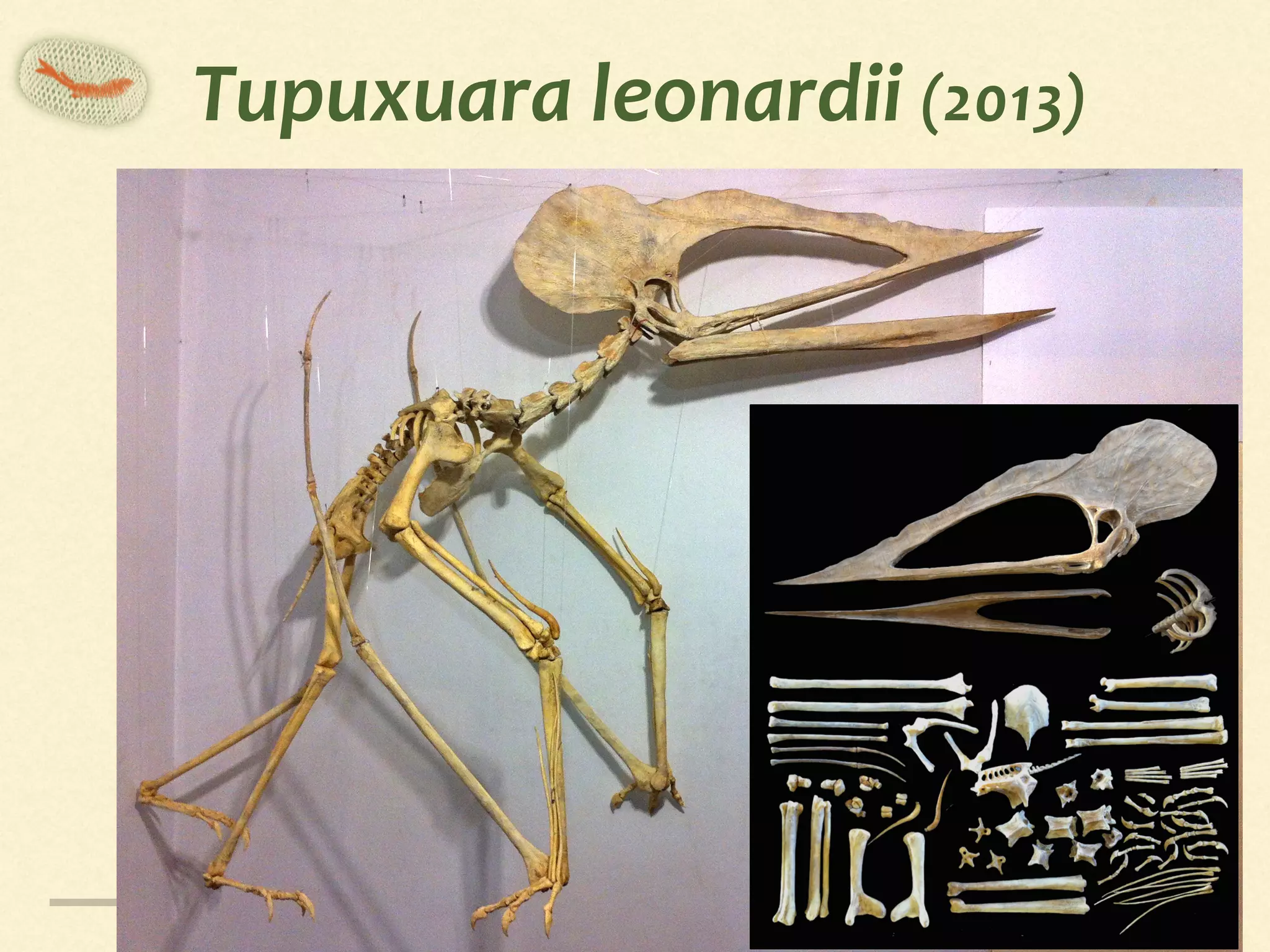 Tupuxuara	leonardii	(2013)
 